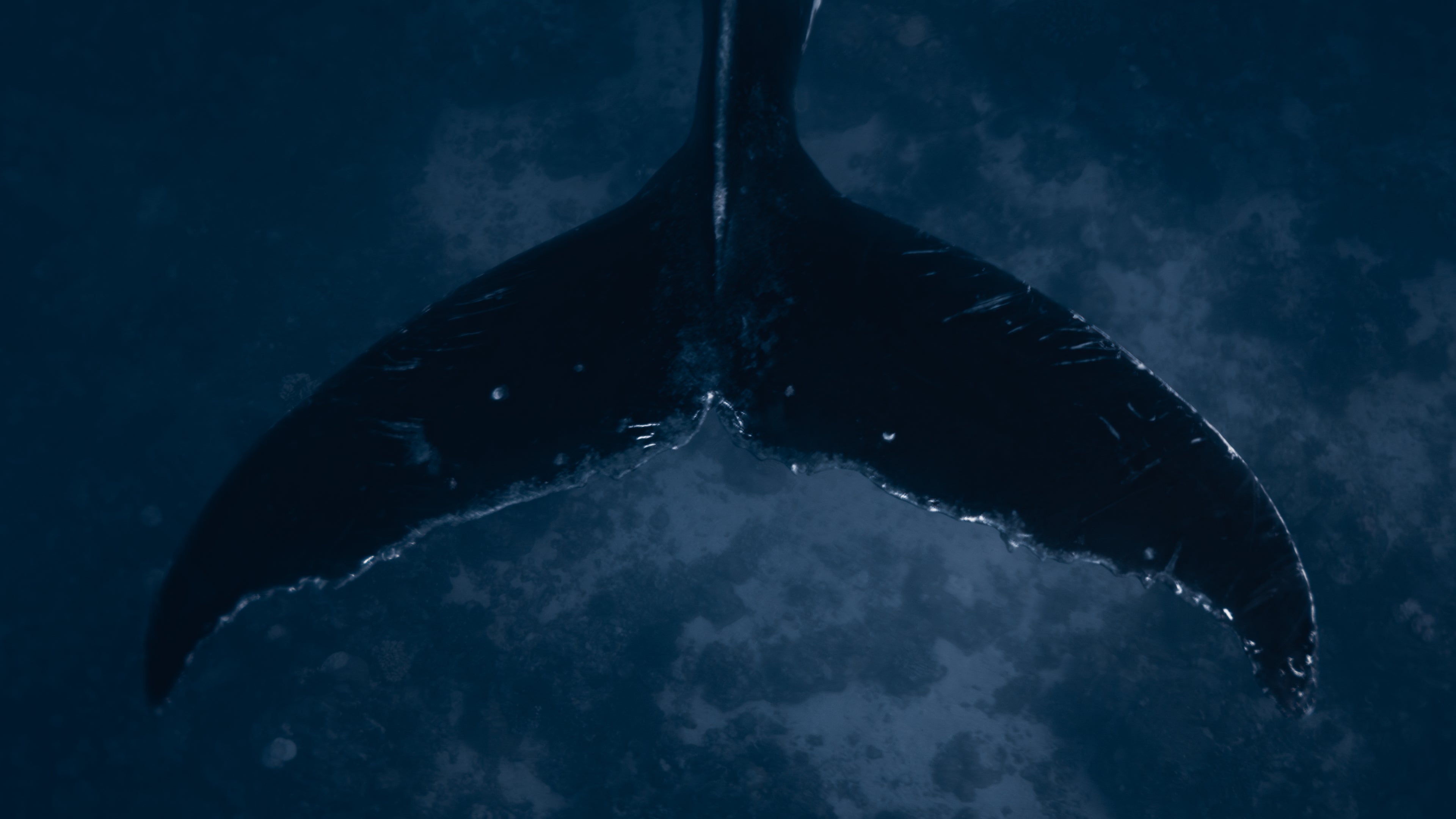 tail of a rested humpback whale against the shallow reef sandy ocean bottom