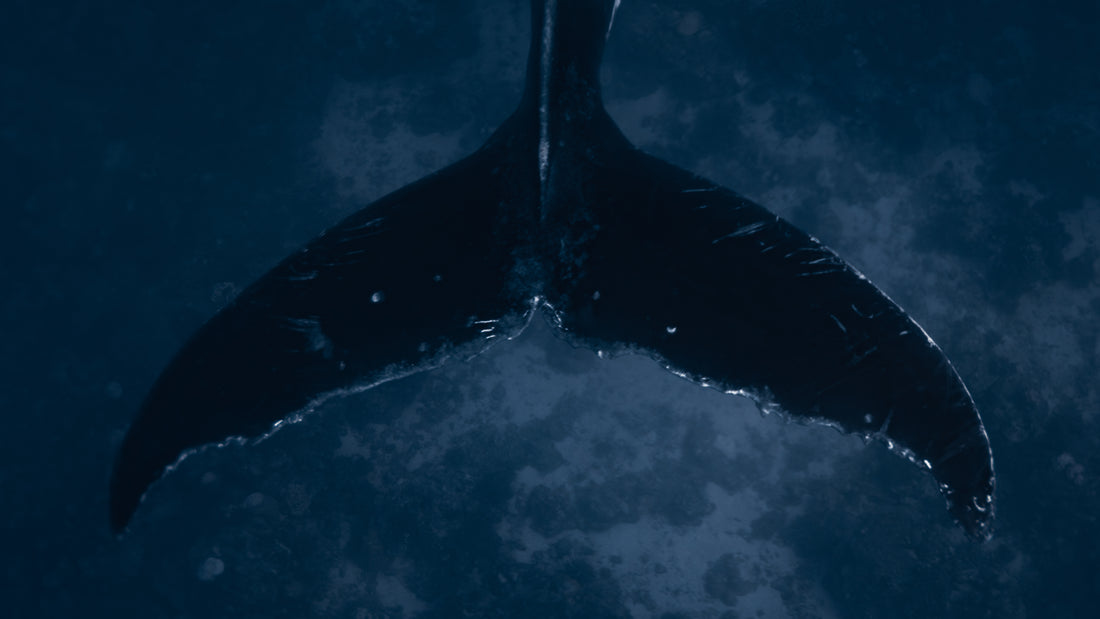 whale print