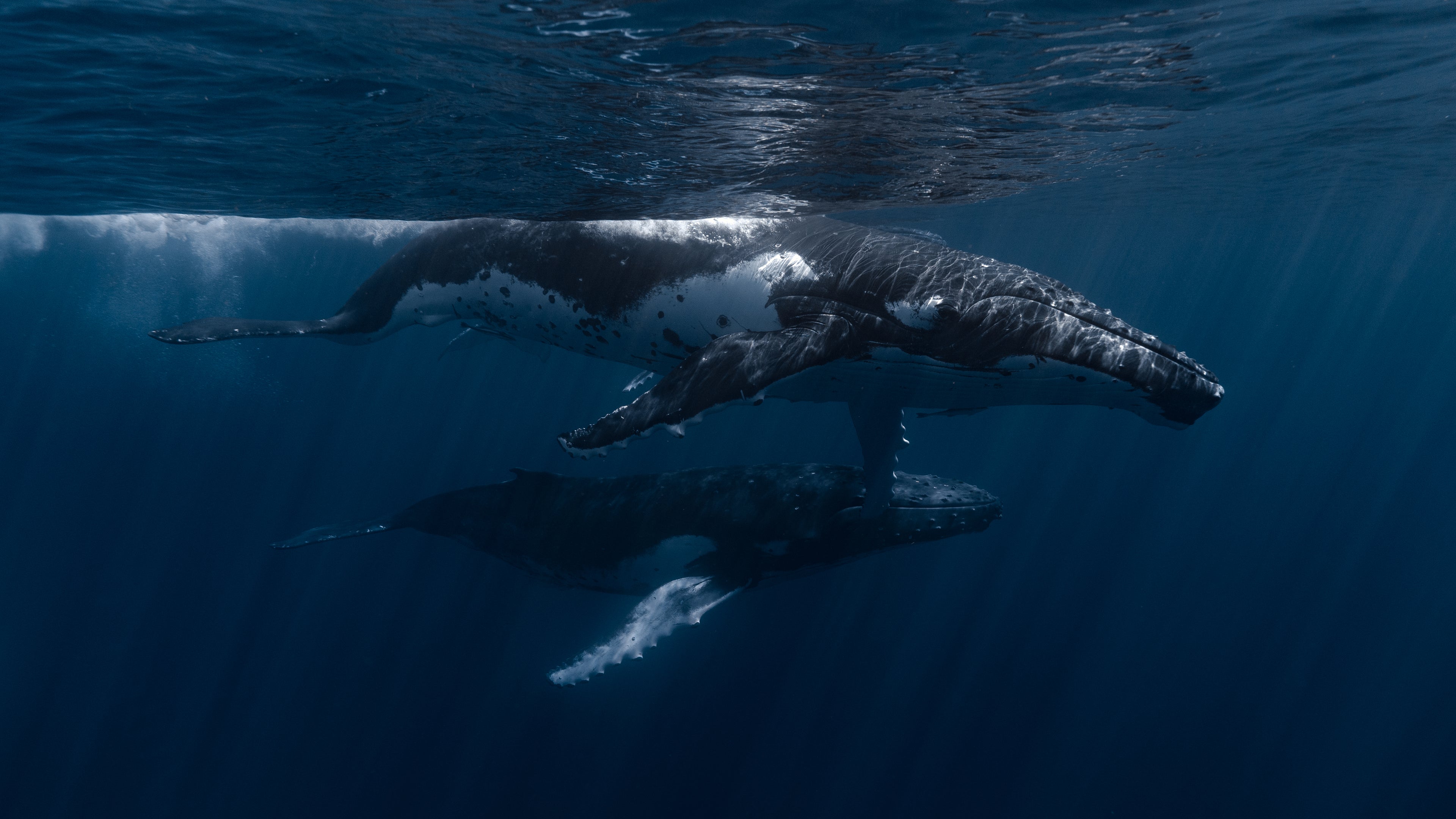 two humpback whales pictured during heat run in the pacific ocean