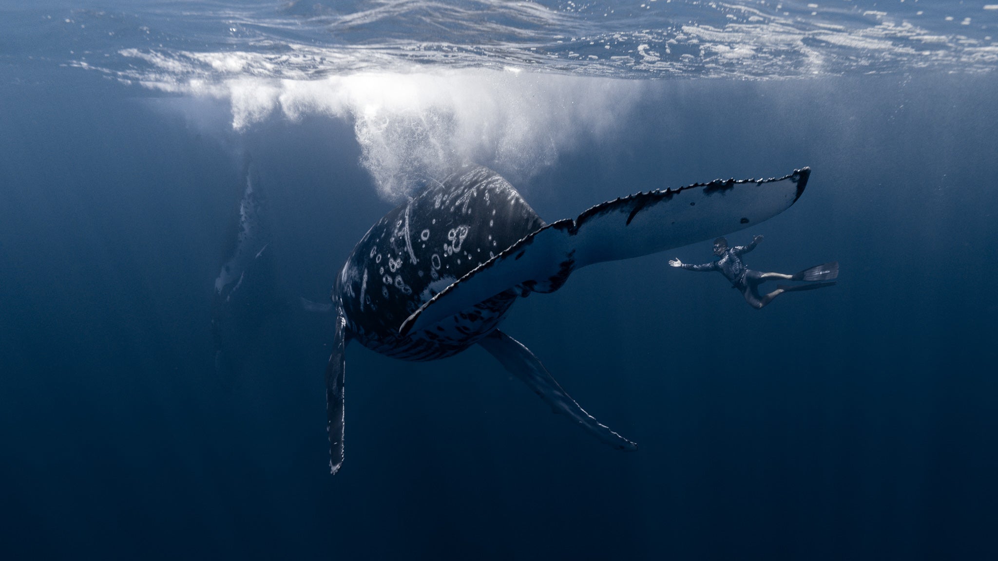 A Whale’s Finale