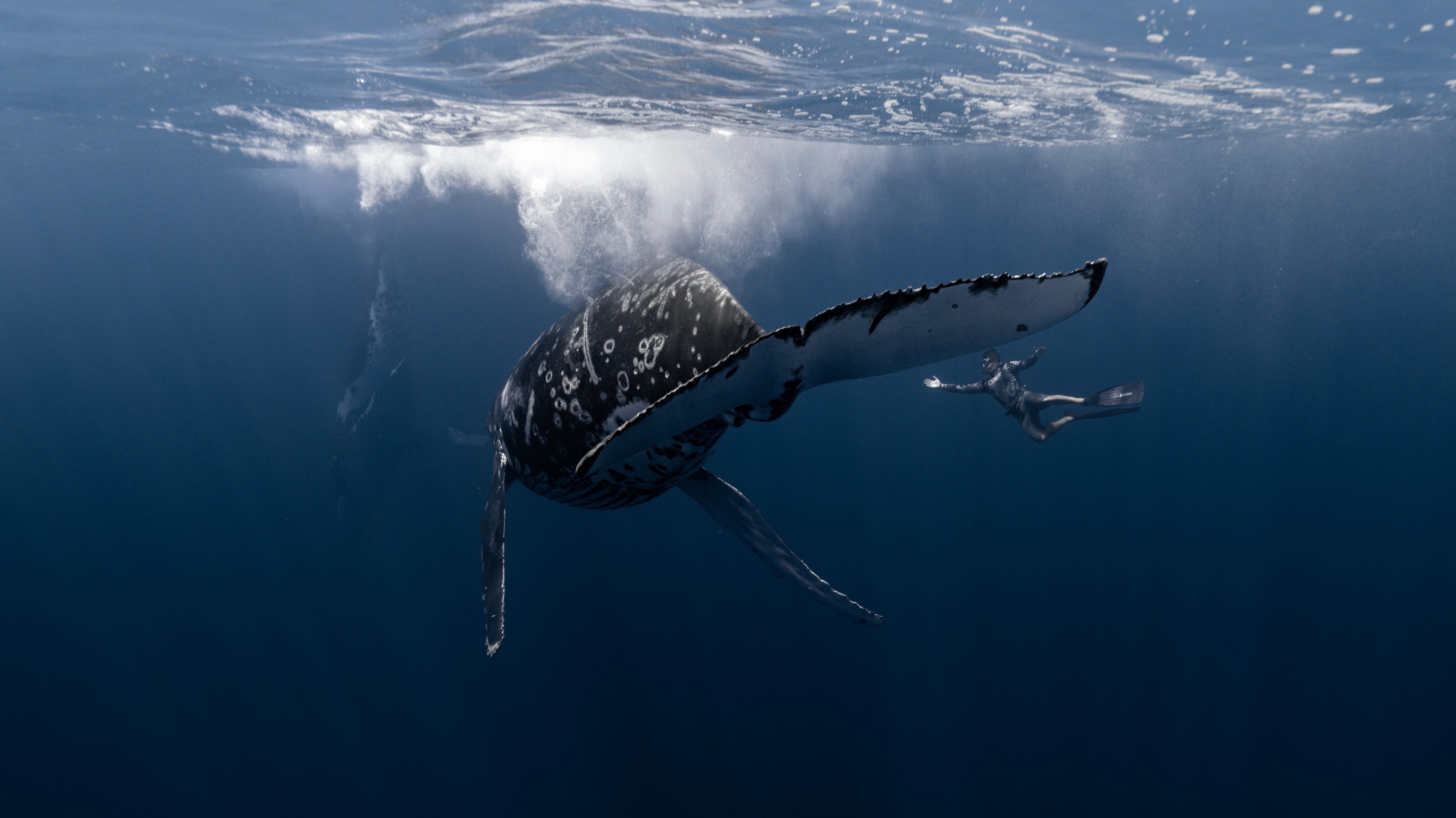 humpback whale moving away from camera with her tail in center frame and a diver or guide beautifully aligned under the tail 