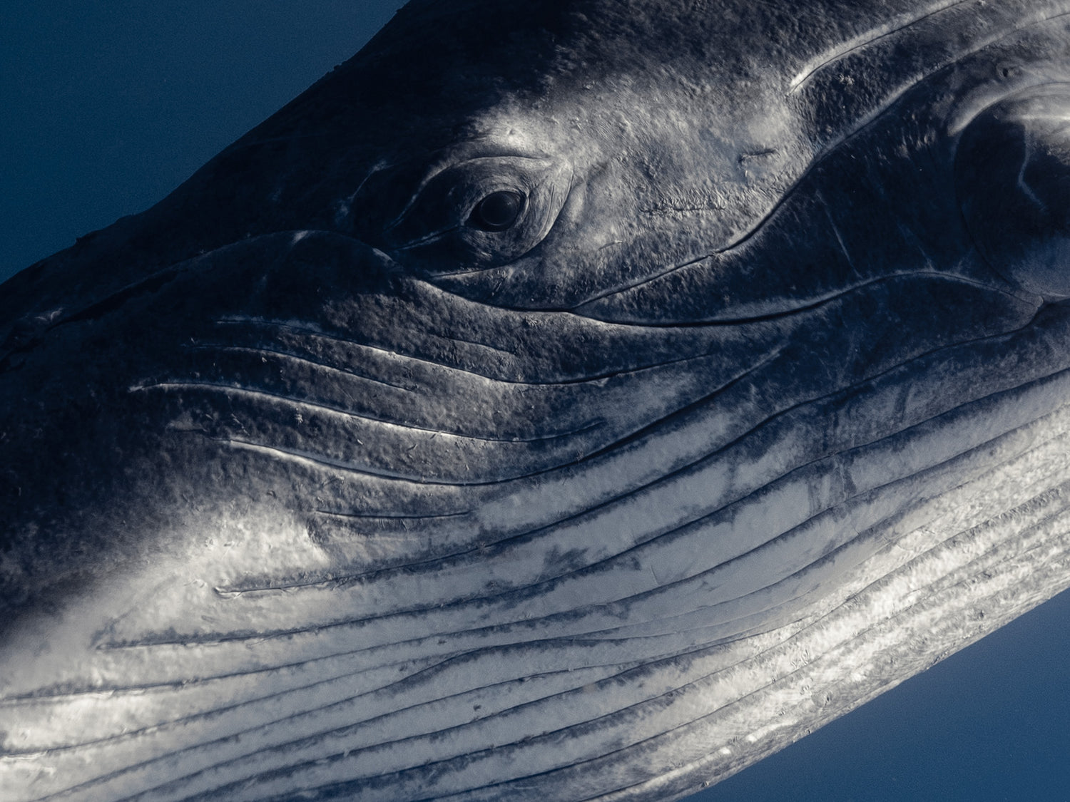 baby humpback whale eye stares back at photographer in moment of connection in the ocean of French Polynesia 